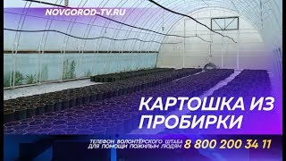 В крестьянском хозяйстве Липатова высадили картошку из пробирки