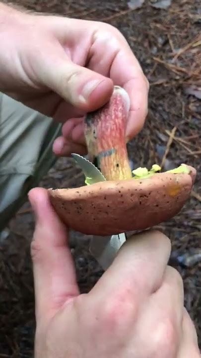 Magic Mushrooms? || ViralHog