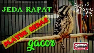 Pelatuk beras,jeda rapat pelatuk beras