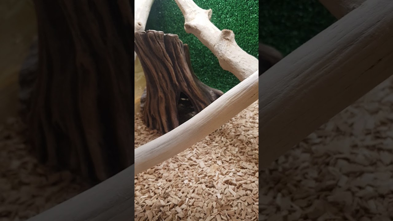 Hemidactylus triedurus - геккон полупалый триедурус. ЗОО. Наши дети.