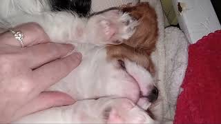 Sleepy Cavalier King Charles Spaniel Puppy