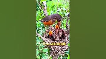 #فولو اكسبلور #ماهر المعيقلي #اكسبلور #قران كريم #ضحك #المصحف #birds #تيك توك 1