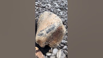 Fossil Mammal Bone!? #beach  #treasure  #stones  #fossil