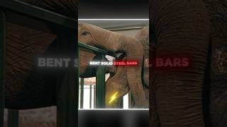 She Bent Solid Steel To Reach Her… 🐘😭