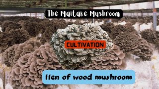 Maitake Mushroom Cultivation Technology Hen Of Wood Grifola Frondosa
