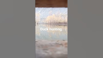 duck hunting