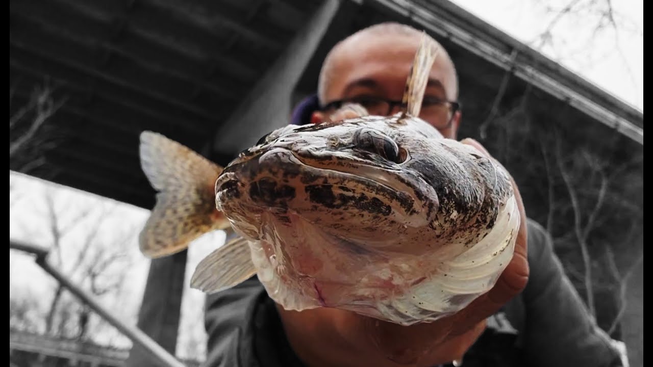 Bank Fishing for Sauger (Something Almost Spooled Me!!!) YouTube