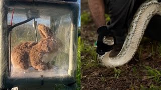 Download Lagu Robotic Rabbits Used to Lure Pythons From Hiding Spots in the Everglades MP3 Download Lagu Robotic Rabbits Used to Lure Pythons From Hiding Spots in the Everglades MP3