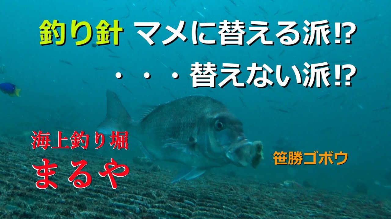 海上釣り堀まるやで釣り仲間と釣り…2025年11月5日（水）天気：曇り。だいぶエサ取りも少なくなったので、皆さんそこそこ釣れていたみたいです。水中動画も真鯛の捕食シーンが撮れましたのでご覧ください。
