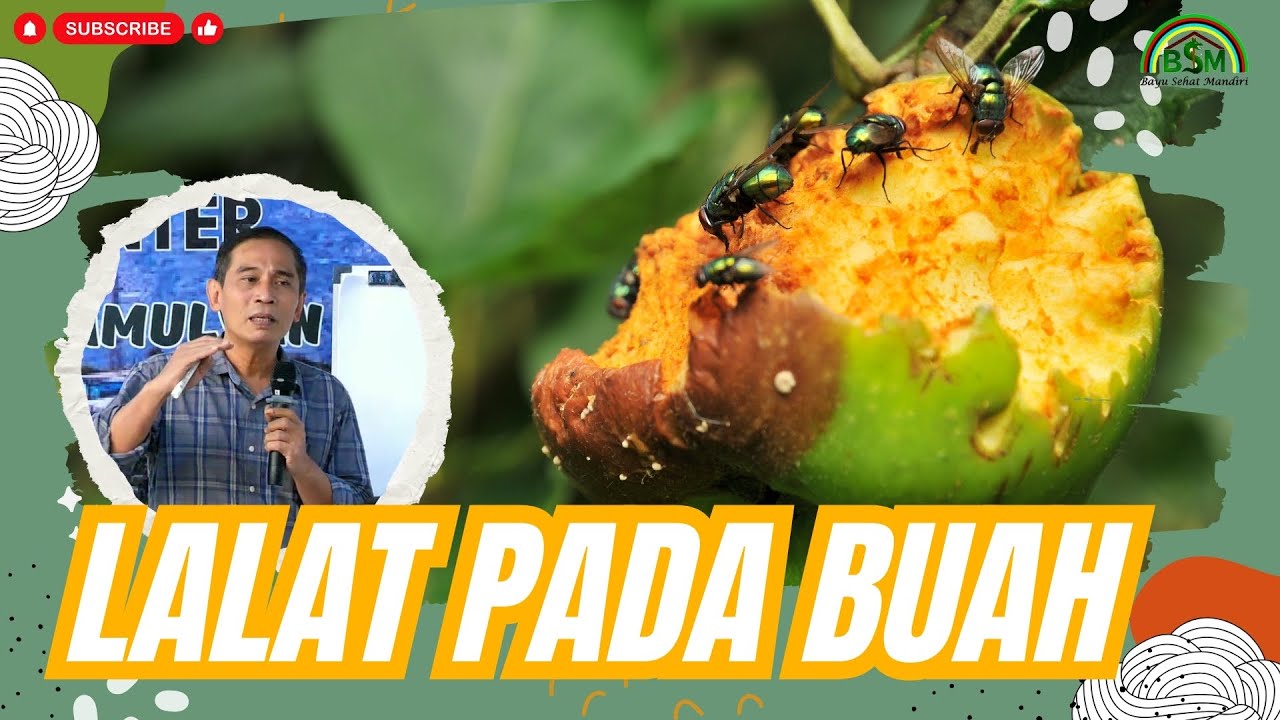 CARA MENGATASI LALAT PADA BUAH #bayusehatmandiri #pelatihanbsm  B2