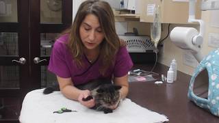 How To Trim Your Cat's Nails by Downtown Toronto Cat Clinic 145 views 5 years ago 1 minute, 47 seconds
