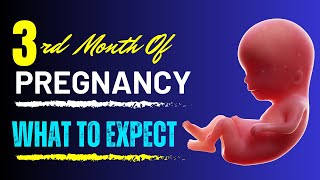 3rd Month of Pregnancy What to Expect | 3 Month Pregnant Fetal Development