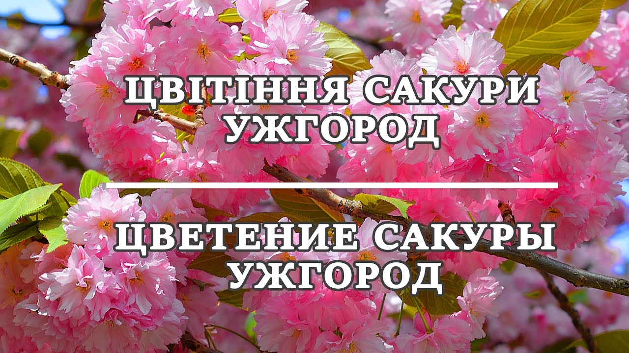 УЖГОРОД САКУРА НАРЦИСИ