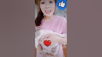 Troll chó bull Pháp ăn mù tạt và cái kết, mẹo trị sổ mũi cho chó #bullphap#troll#tiktok#bully#pet