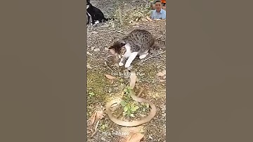 Mèo bắt rắn hổ mang như thế nào #shortvideo #snake #dongvat #thưgiãn #animals #shorts #wildlife