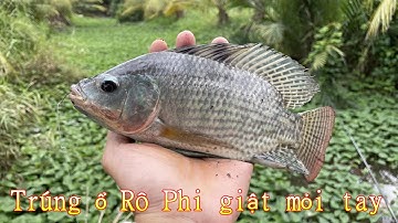 Câu cá . Trúng bầy cá Rô Phi quấn ổ xì tim giật mỏi tay . Tập 18