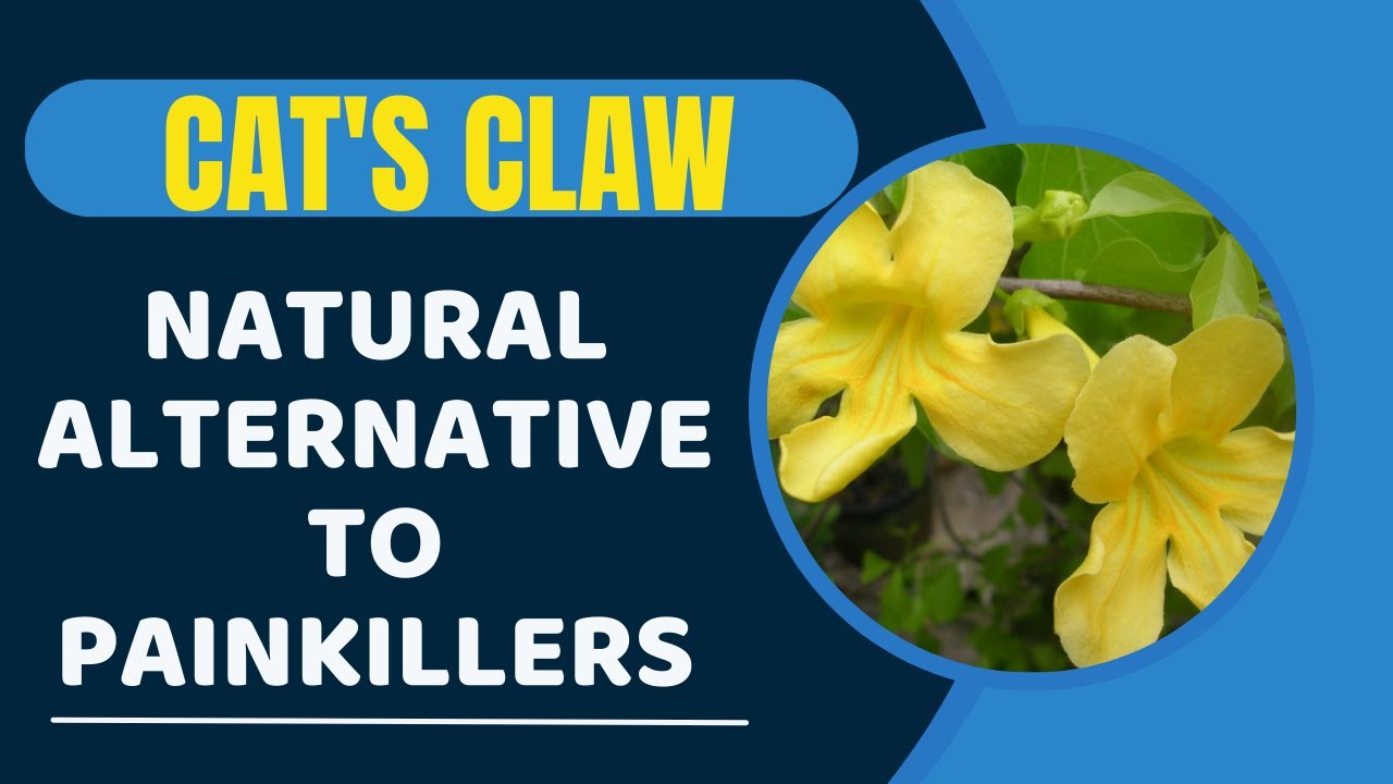 Cat's Claw | Uses | Contraindications | Dosage | Choosing a Good Product