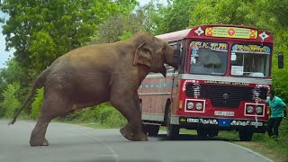 Furiosos Elefantes Atacando Camiones De Turistas Y Robando A Los Granjeros