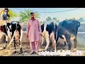 Sajjad daiey farm | 3 Top class cows for sale in Bhalwal | Heavy milker
