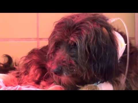 Video: Spinal Stroke in Hunde