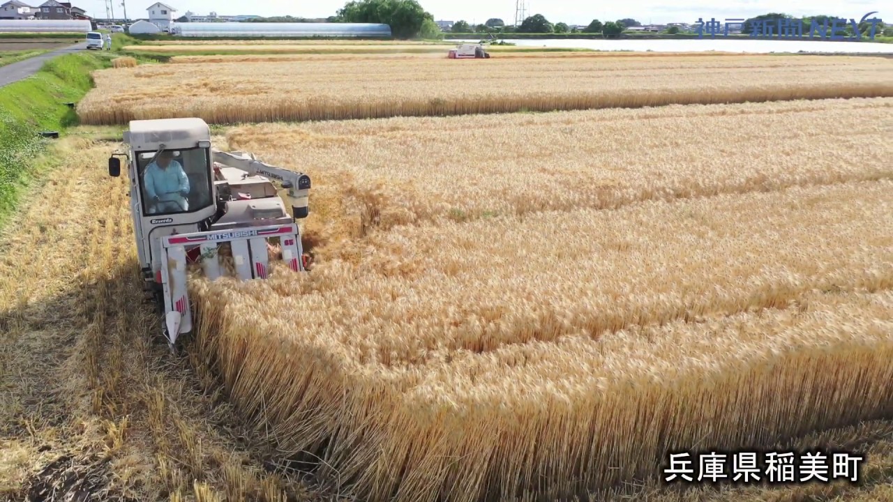 大麦畑が黄金色に 兵庫県稲美町で「麦秋」 - YouTube