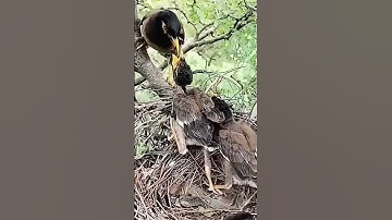 Myna Baby Birds Growing Up So Fast (p 1) #shorts