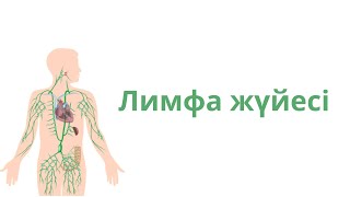 картинка: Лимфа жүйесі. Лимфа
