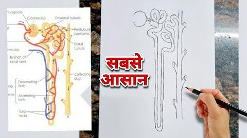 सबसे आसान Nephron Diagram Drawing  // Class 10 Science Chapter 6 Life Processes