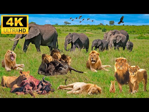 Survive the Wild - Ultimate African Wildlife 4K - Scenic Wildlife Film With African Music