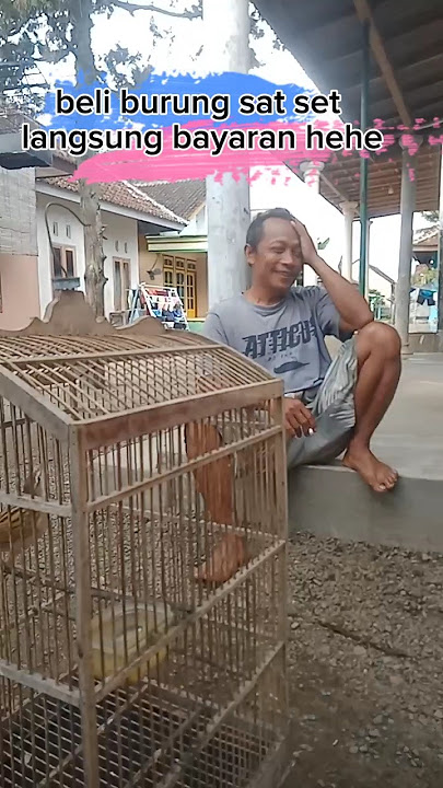 beli burung depyak l cica koreng l tatakriak