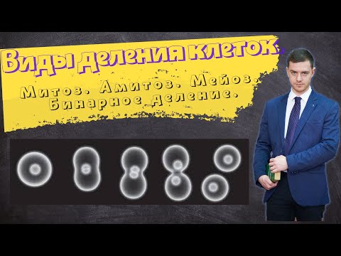 Виды деления клеток. Митоз, мейоз, амитоз, бинарное деление. Урок по клетке №1.