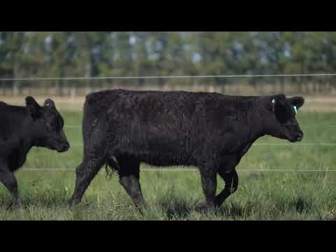 BAF LOTE 17   4280   4303 FF ANGUS