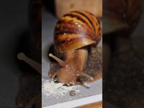 My snail #snail
