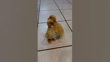 Little Ducklings Quack Cute Baby Ducks 