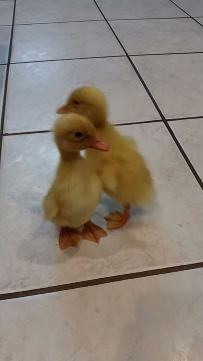 Anak bebek berkokok....bayi bebek yang lucu!