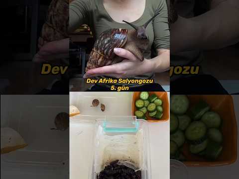Afrika Salyangozu 5.