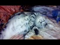 Download Ласковая Фанечка! Ласковая Фанечка!