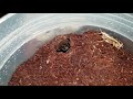 Trapdoor spider feeding time, fast takedown ( Australian Female Arbanitis Species)