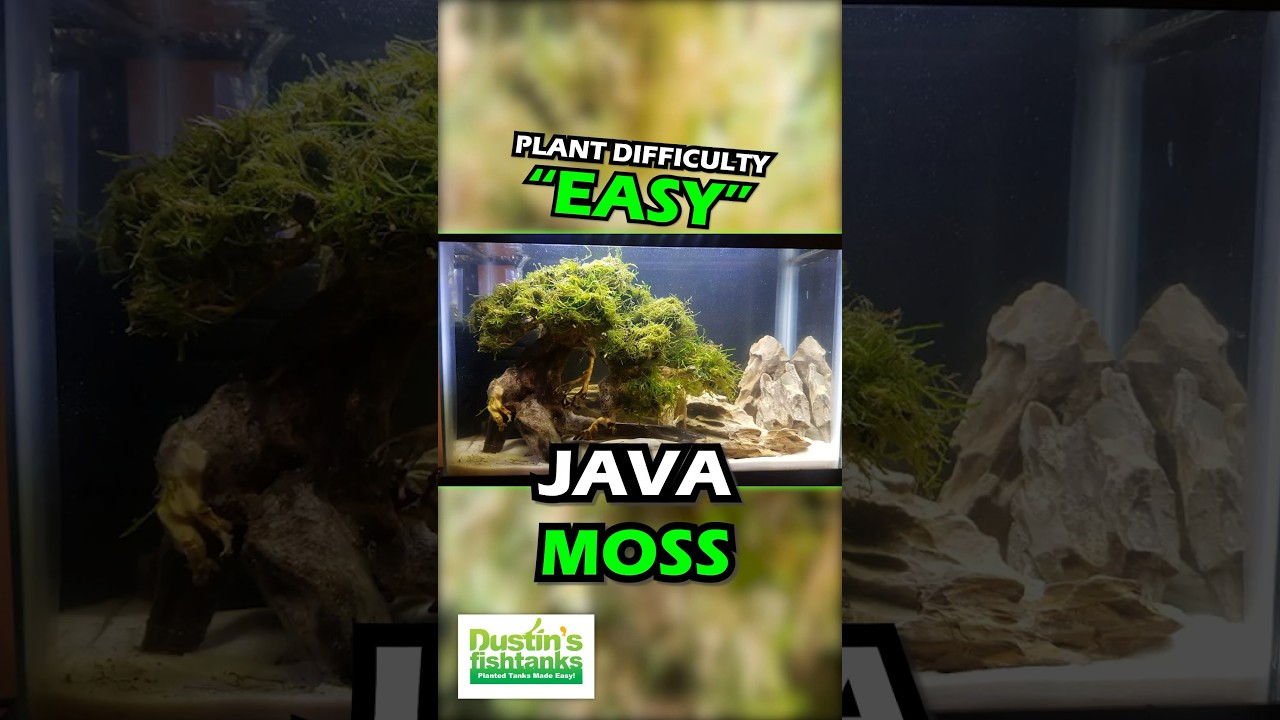 Care Guide for Java Moss – Easy, Low-Light Plant for Beginners