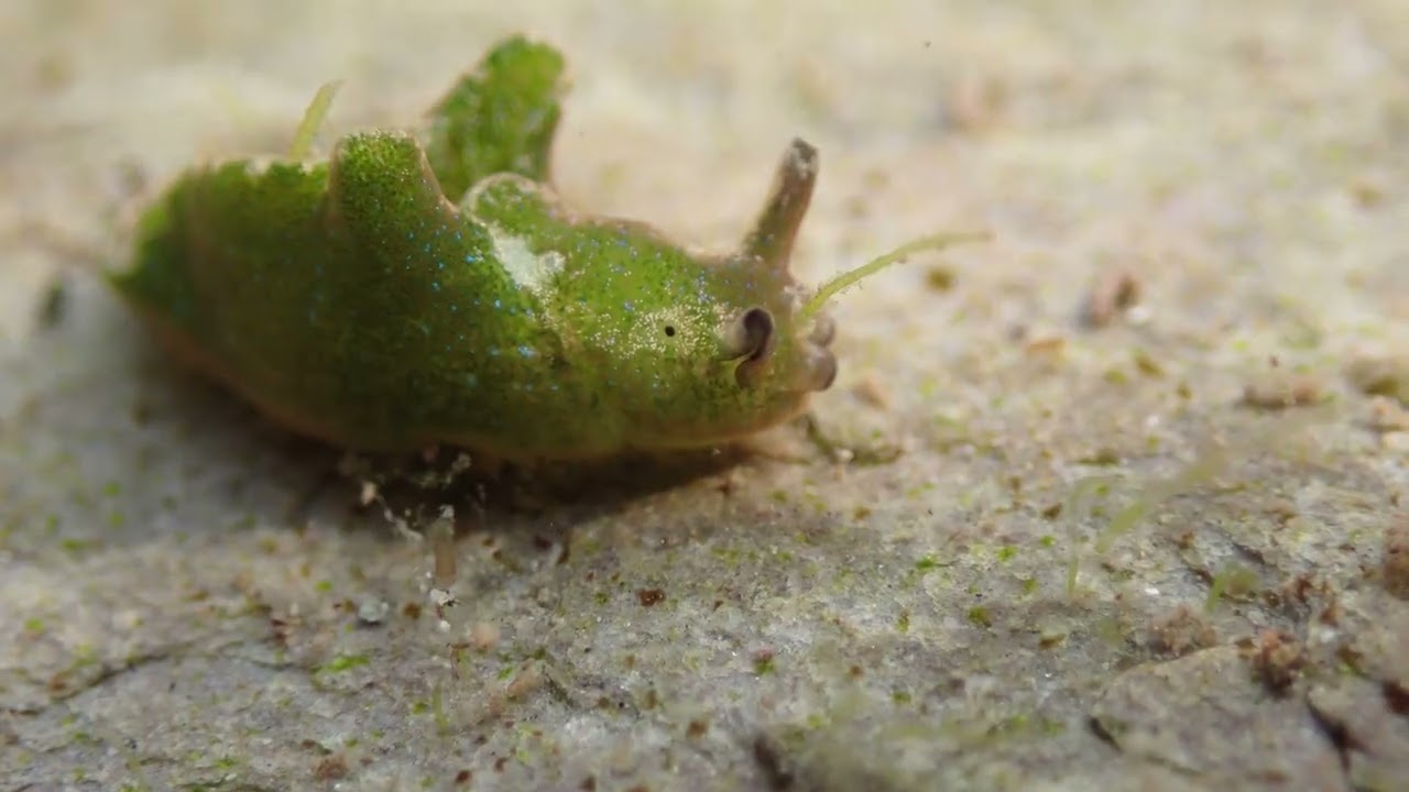 Elysia viridis Solar powered Sea Slug Wembury, Devon 18 August 2024