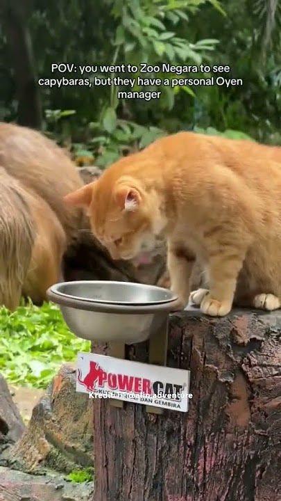 Oyen dimana² 😹😹
