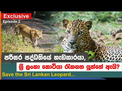 පරිසර පද්ධතියේ හැඩකාරයා, ශ්‍රී ලංකා කොටියා රැකගත යුත්තේ ඇයි? |Save the Sri Lankan Leopard Episode 2