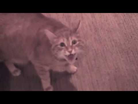 Cat screaming meme