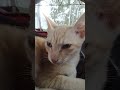 cat sleeping