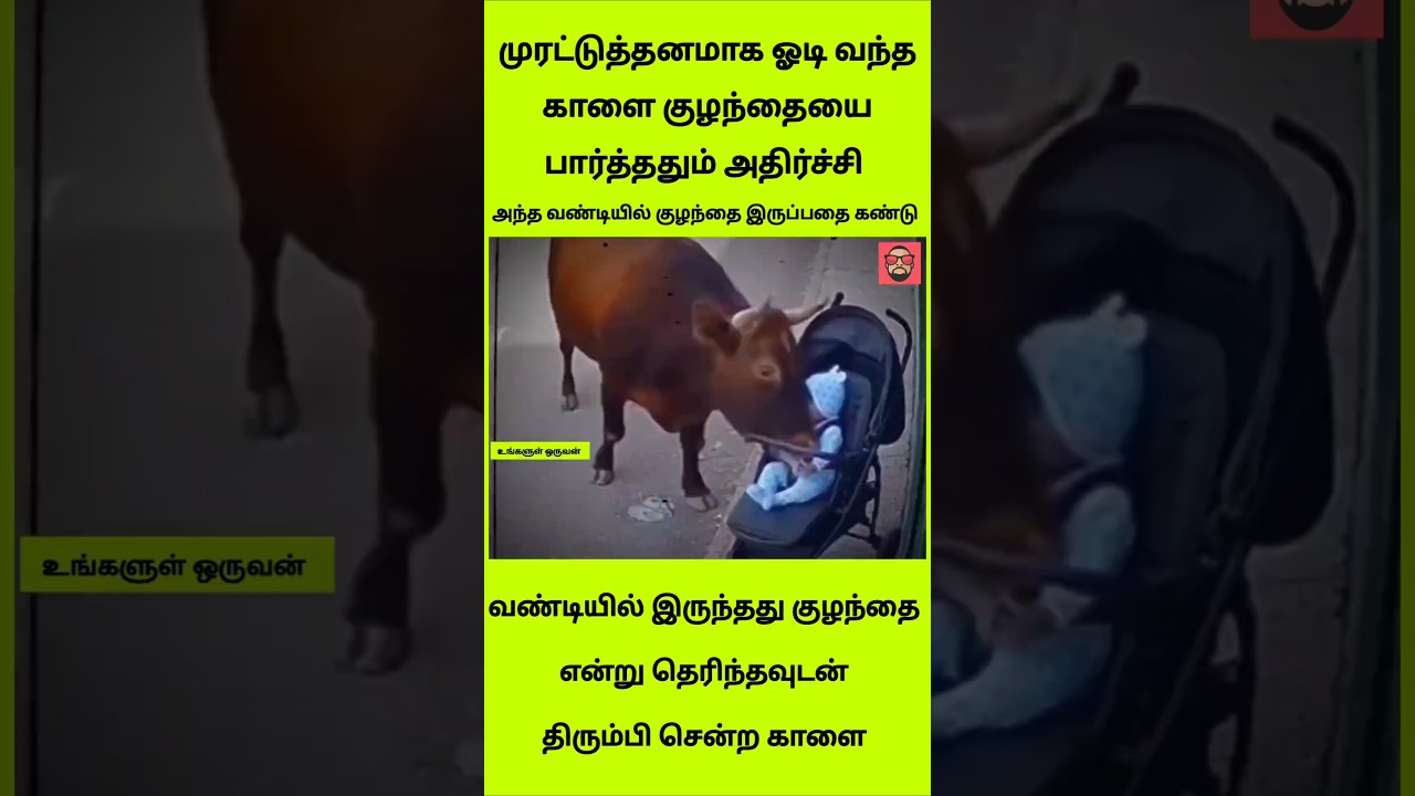 கடவுளின் வடிவம் குழந்தைன்னு இந்த காளைக்கு எப்படி தெரிஞ்சது? மிரள வைக்கும் வீடியோ! ✨💯