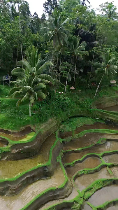 Walking through Bali’s rice fields felt unreal. 🌾Subscribe for daily travel content