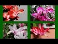 Weihnachtskaktus  (Schlumbergera) verschiedene Farben