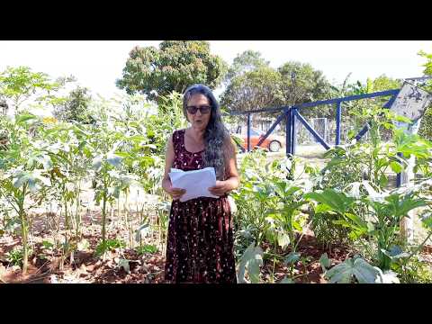 Vídeo: Plantar árvores frutíferas na primavera de acordo com o calendário lunar