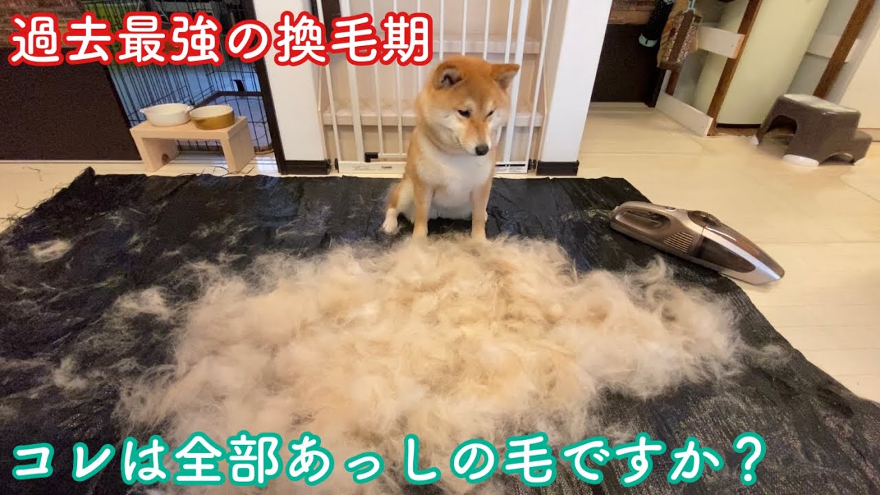 過去最強 柴犬の換毛期 今年の抜け毛の量はno 1でした 浪速の柴犬 Shibainu Youtube