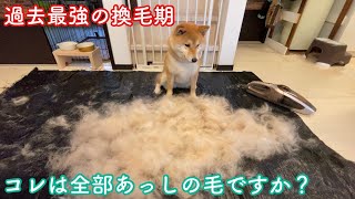 【過去最強！柴犬の換毛期】今年の抜け毛の量はNo. 1でした！　浪速の柴犬　shibainu